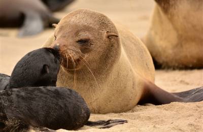 Cape Cross, Namibia