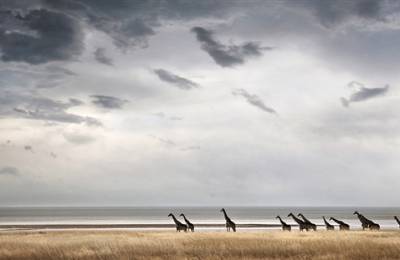 Parcul Național Etosha, Namibia