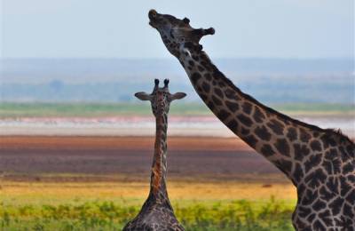 Parcul Național al Lacului Manyara, Tanzania